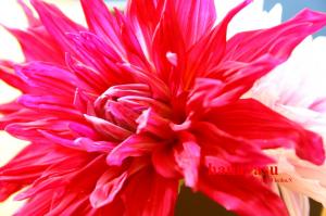 dahlia｜「花保」　（兵庫県神戸市兵庫区の花キューピット加盟店 花屋）のブログ
