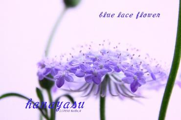 blue　lace　flower｜「花保」　（兵庫県神戸市兵庫区の花キューピット加盟店 花屋）のブログ