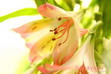 Alstroemeria|「花保」　（兵庫県神戸市兵庫区の花屋）のブログ