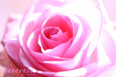 薔薇｜「花保」　（兵庫県神戸市兵庫区の花キューピット加盟店 花屋）のブログ
